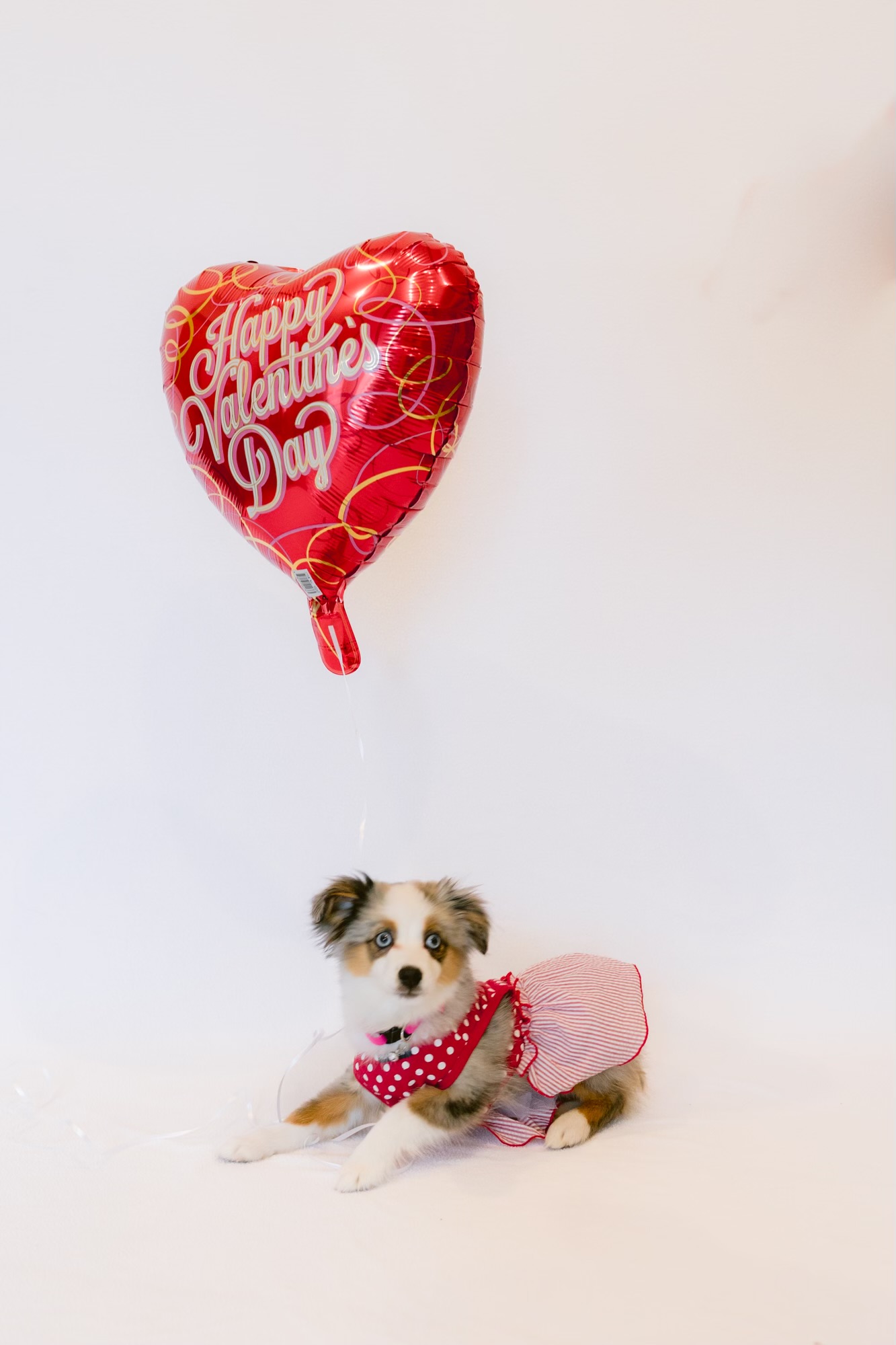 Rocky Top Kennels Mini Australian Shepherd puppy adoption Creston California