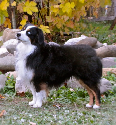 Black Tri Mini Aussie California