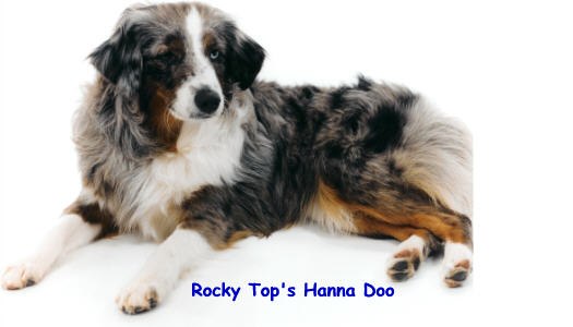 Blue Merle Mini Australian Shepherd puppy California