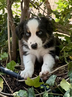 Black Tri Male Large Mini Aussie puppy for sale California Rocky Top Kennels