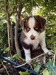 Red Tri Male Large Mini Aussie puppy for sale California Rocky Top Kennels