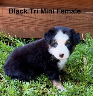 Black Tri Mini Female Aussie puppy for sale California Rocky Top Kennels