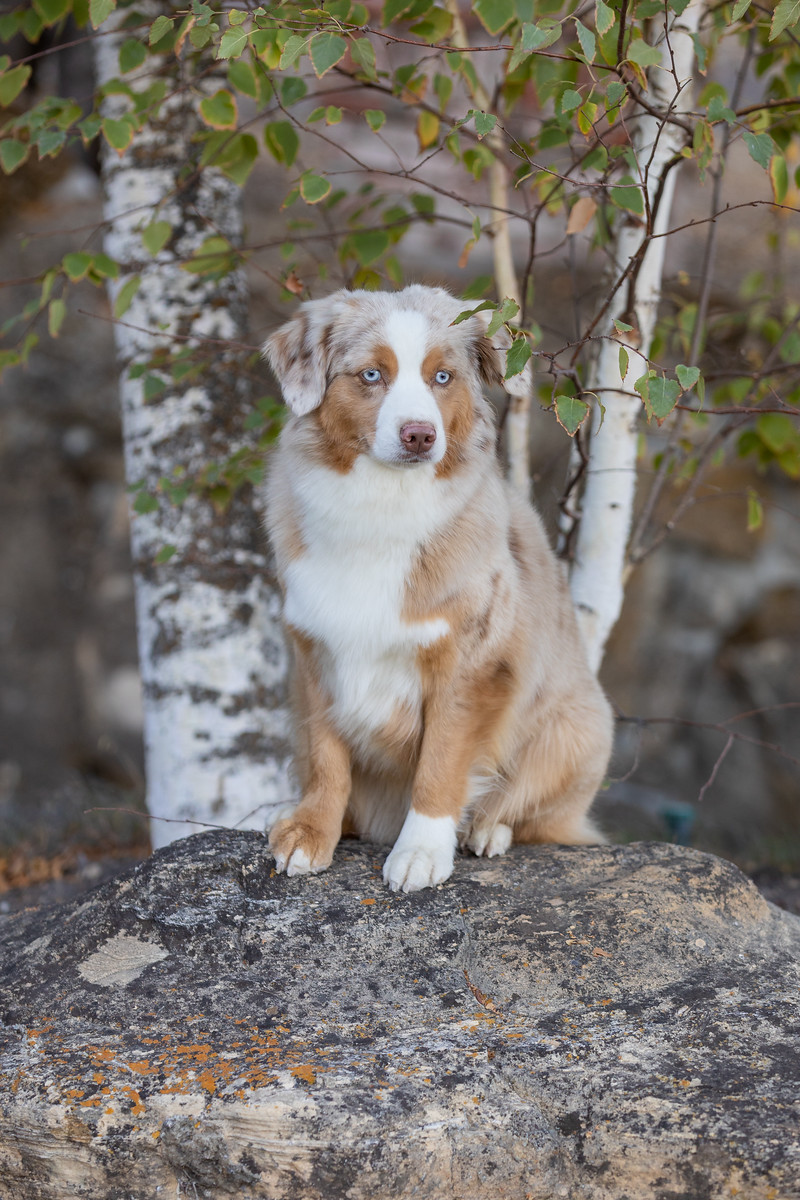 Red Merle Miniature Australian Shepherd puppy California