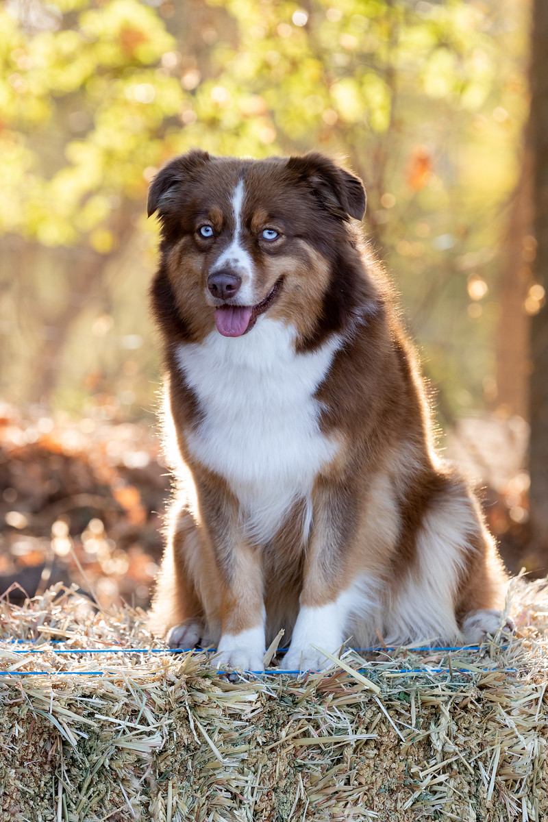 Red Tri Mini Australian Shepherd California Rocky Top